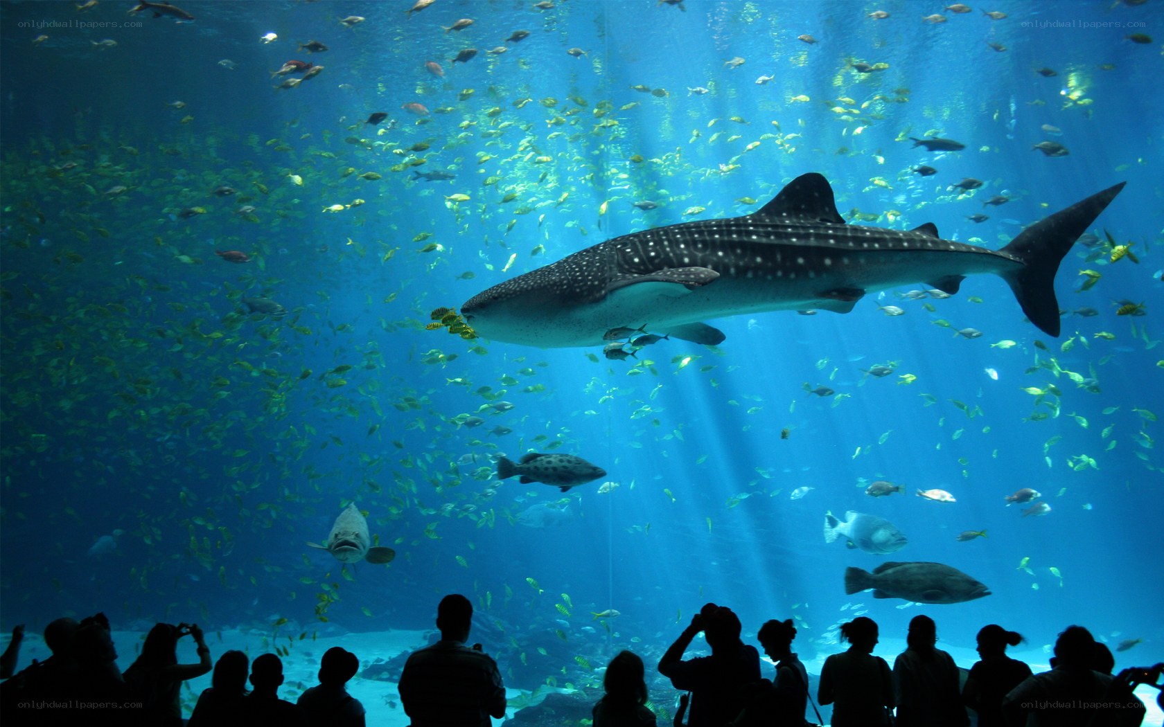 Whale shark in aquarium
