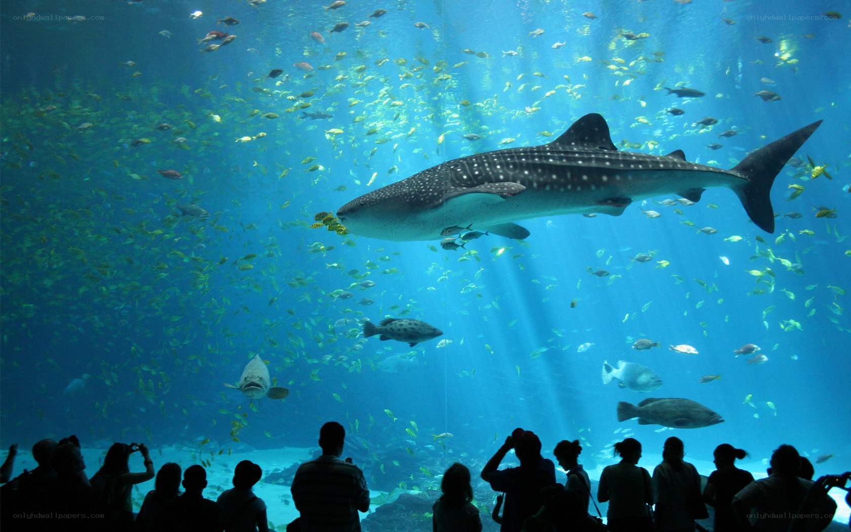 Whale shark in aquarium