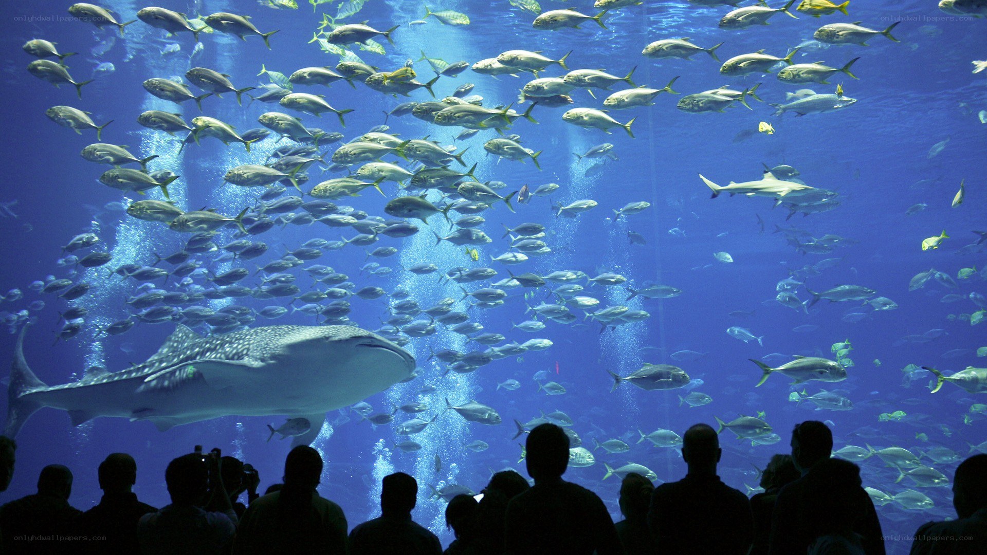 Whale shark in aquarium