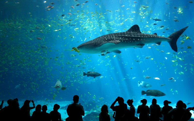 Whale shark in aquarium
