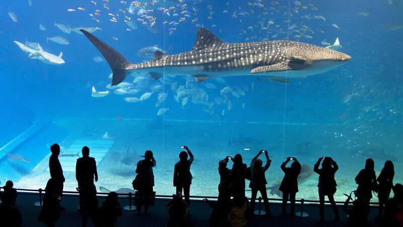 Whale Shark in Aquarium — Blue, Calm