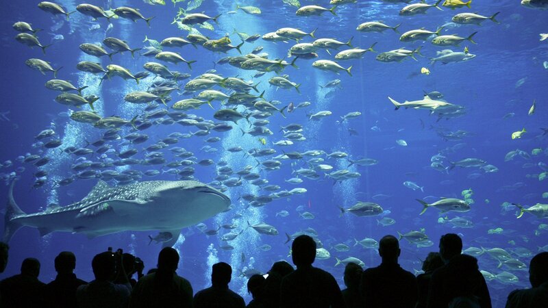 Whale Shark in Aquarium — Blue, Serene, Photograph, Fish, People, Bubbles