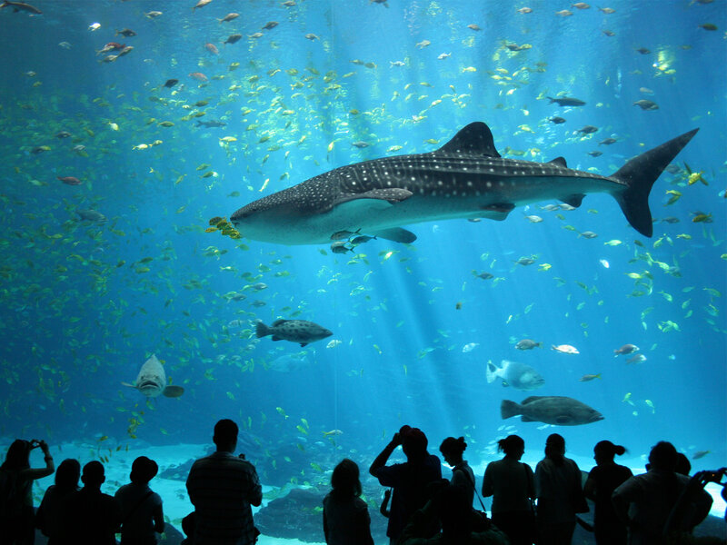 Whale Shark in Aquarium — Blue, Serene