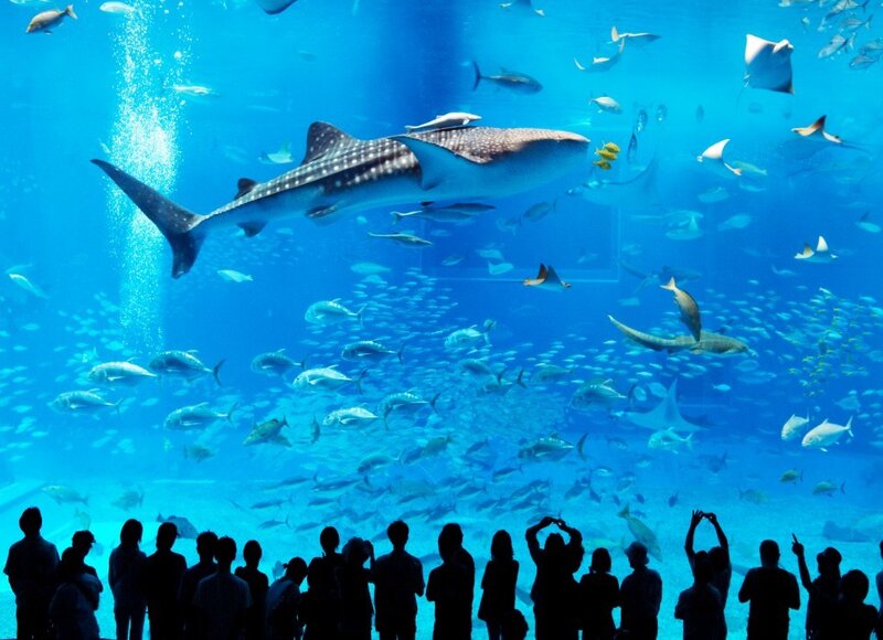 Whale Shark in Aquarium — Blue