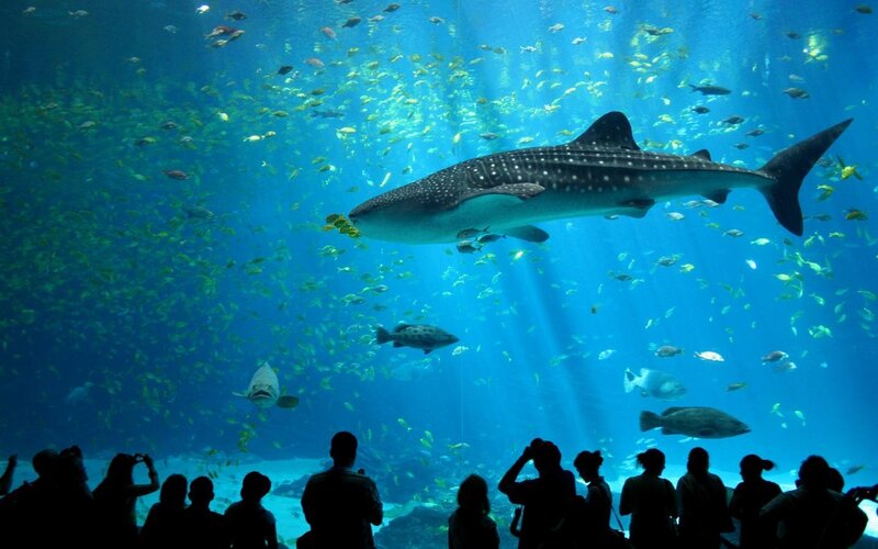 Whale shark in aquarium exhibit