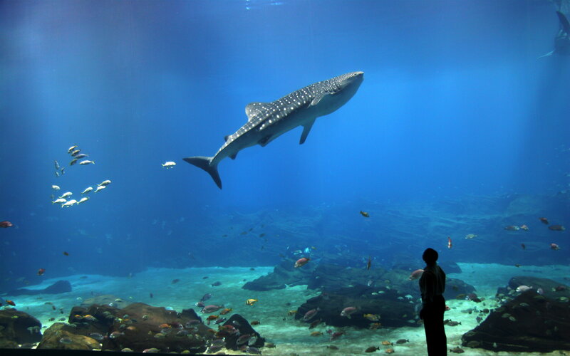 Whale shark in aquarium exhibit