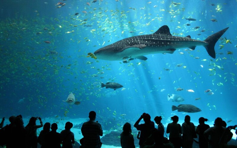 Whale shark in aquarium exhibit