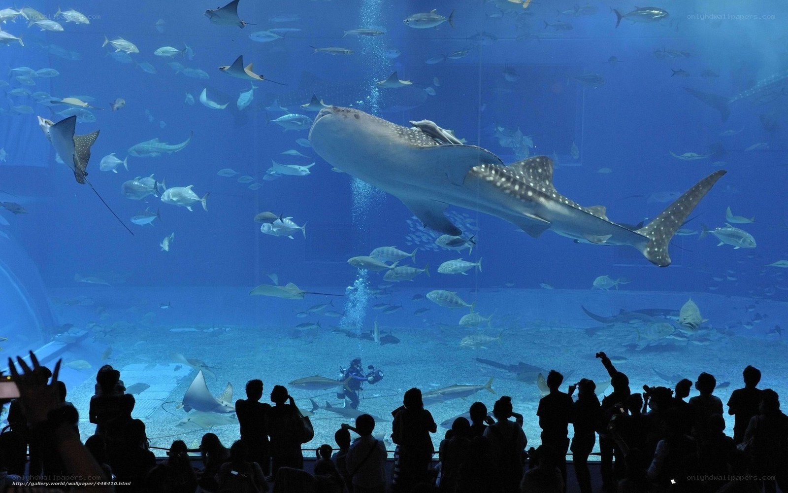 Whale shark in aquarium exhibit