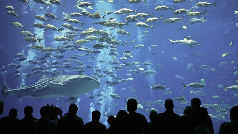 Whale shark in aquarium with school of fish