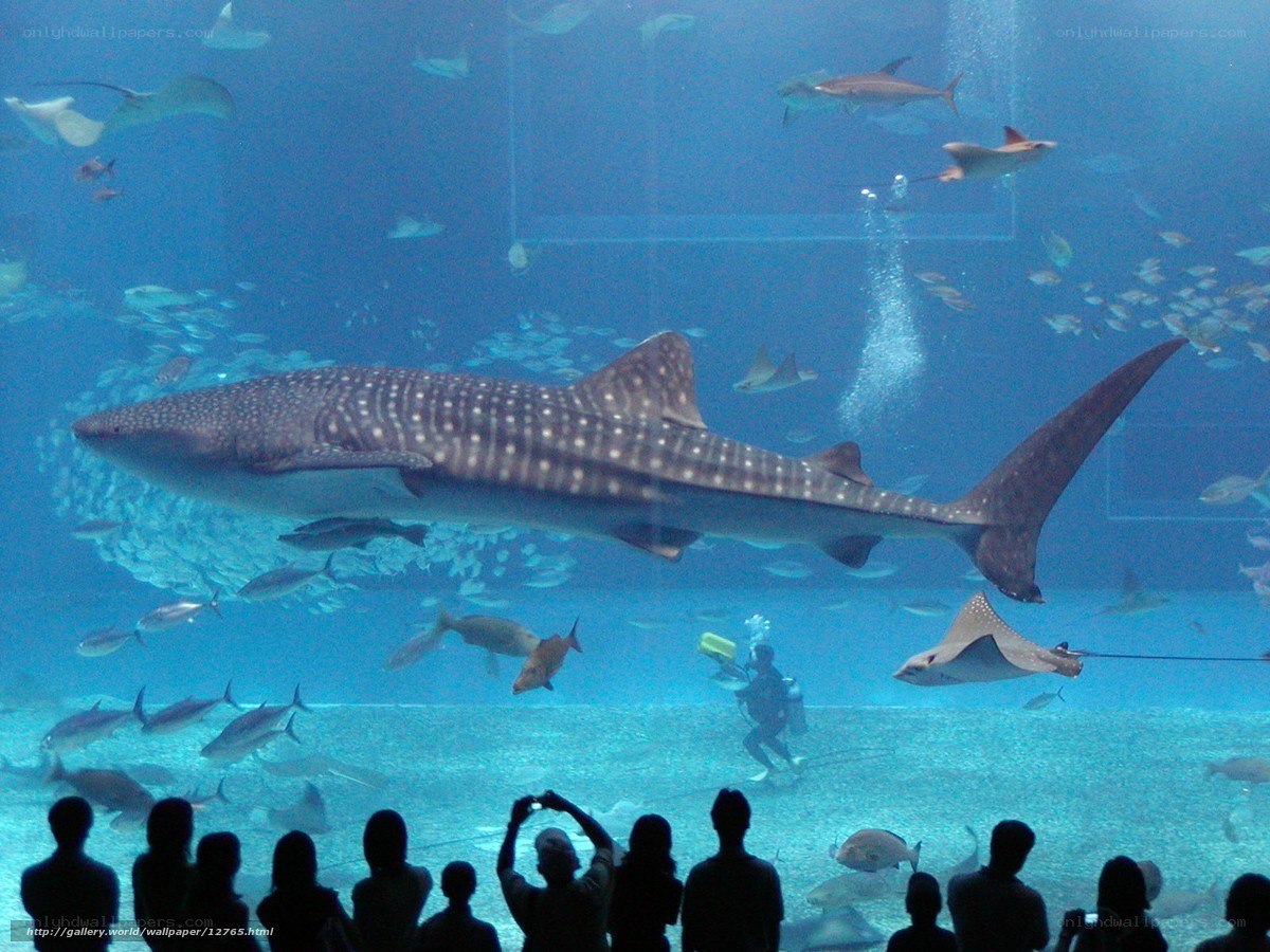Whale shark in aquarium