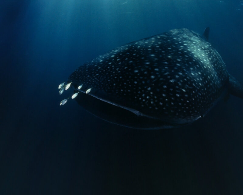 Whale shark in deep blue water
