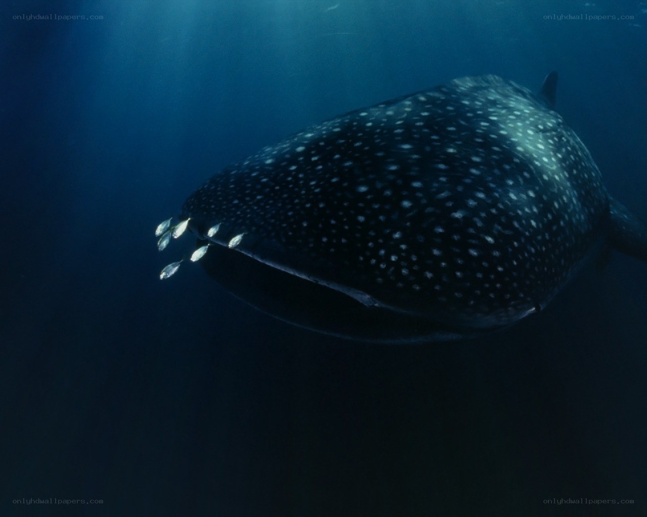 Whale shark in deep blue water