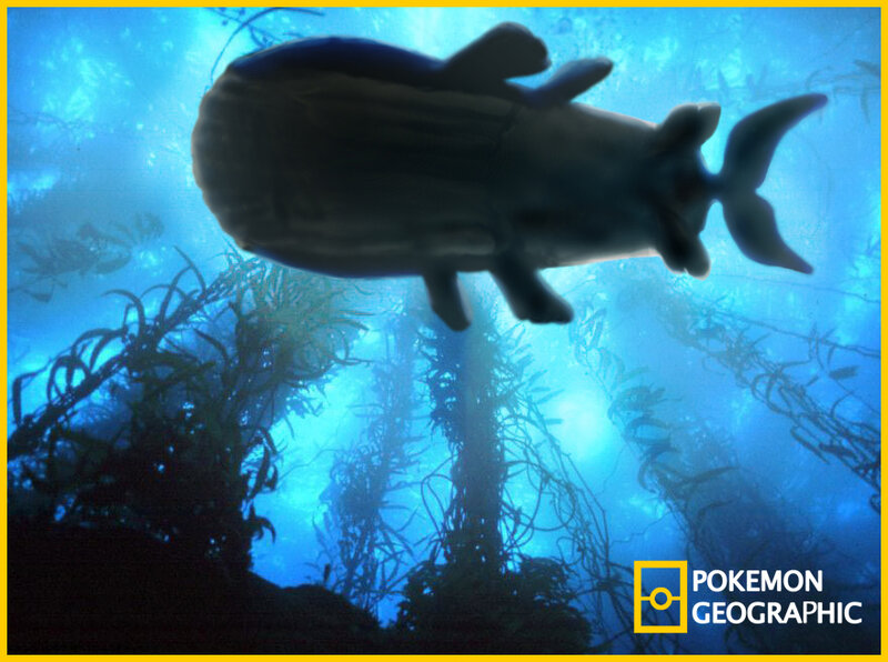 Whale shark in kelp forest