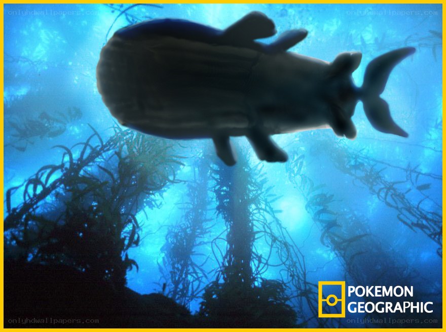 Whale shark in kelp forest