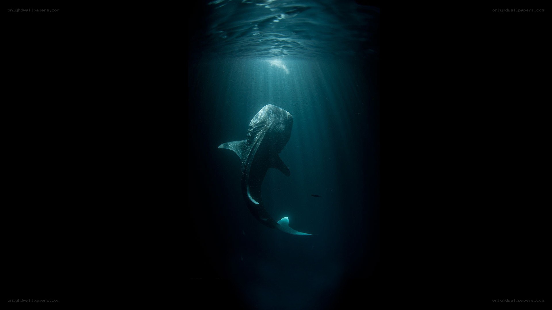 Whale shark in sunlit water