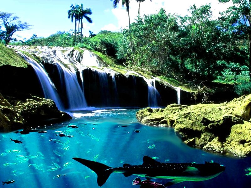 Whale Shark in Waterfall