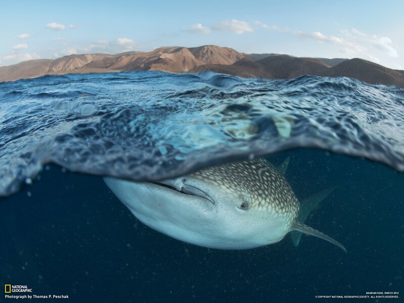 Whale shark near the surface