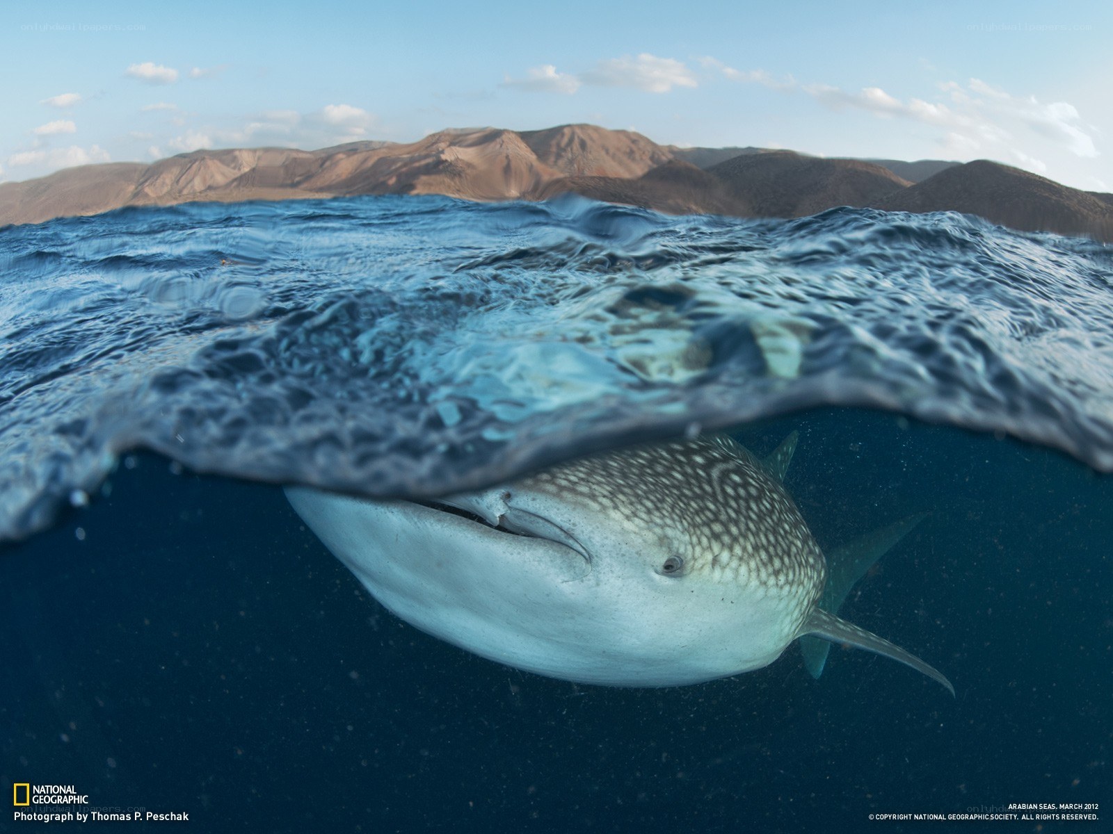 Whale shark near the surface