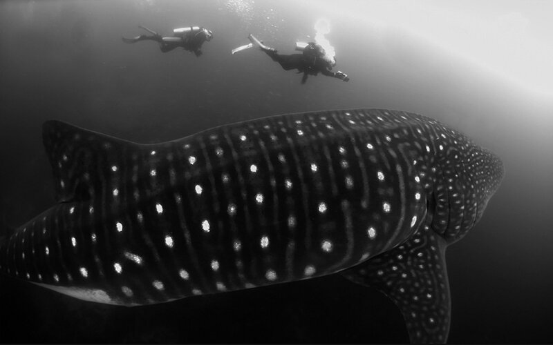 Whale Shark Swimming — Black