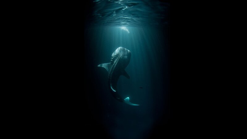Whale Shark Swimming — Blue, Dramatic