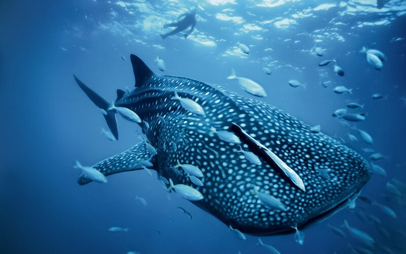Whale Shark Swimming — Blue, Photograph