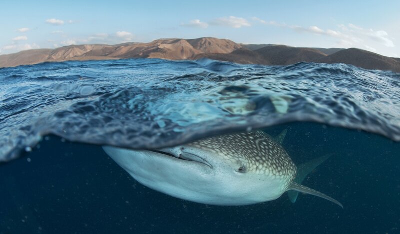 Whale Shark Swimming — Blue, Serene, Afternoon, Photograph, Ocean