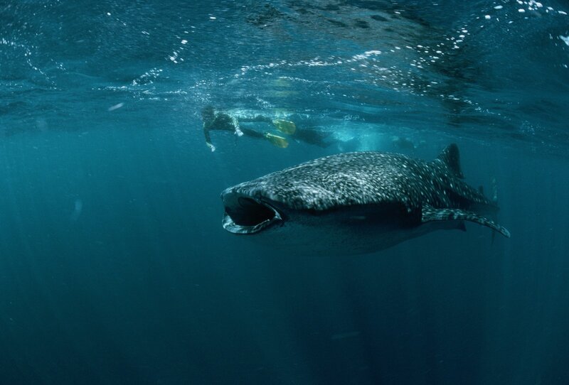 Whale Shark Swimming — Blue, Serene, Afternoon, Photograph