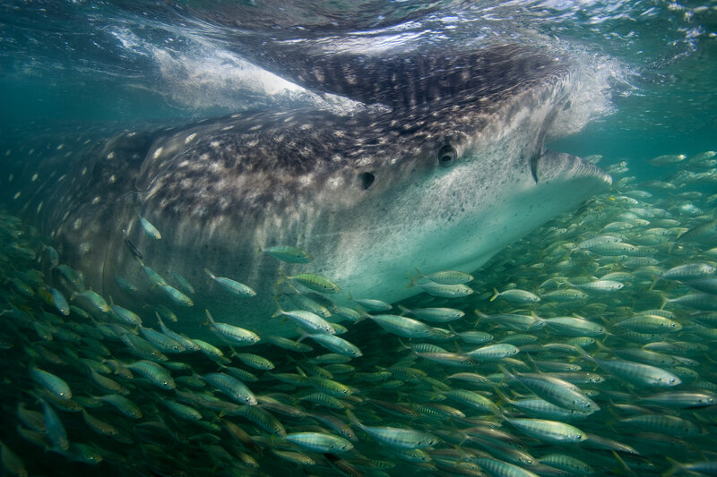 Whale Shark Swimming — Blue, Serene, Afternoon