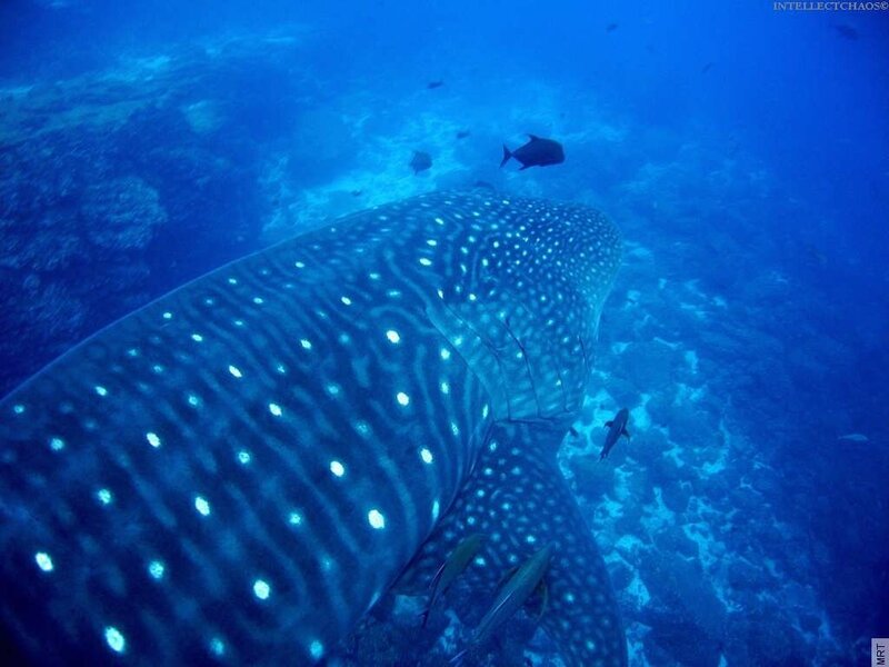 Whale Shark Swimming — Blue, Serene, Photograph, Fish, Coral Reef