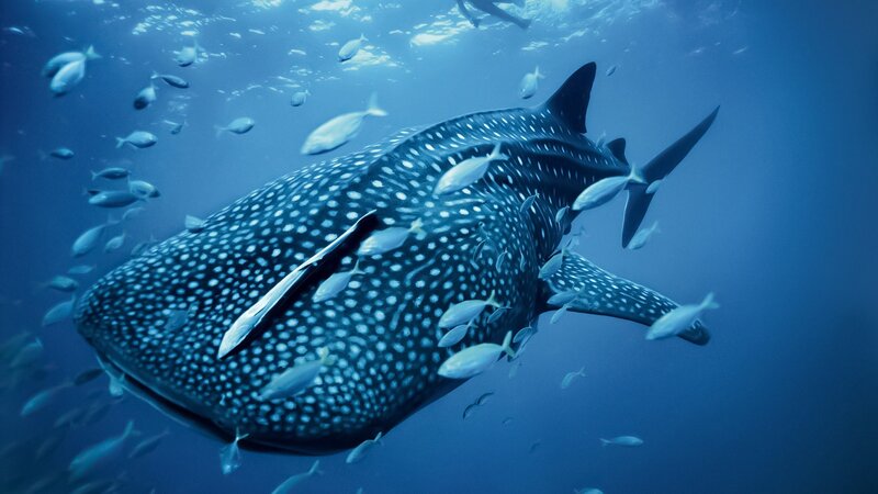 Whale Shark Swimming — Blue, Serene, Photograph, Fish, Ocean, Sunlight