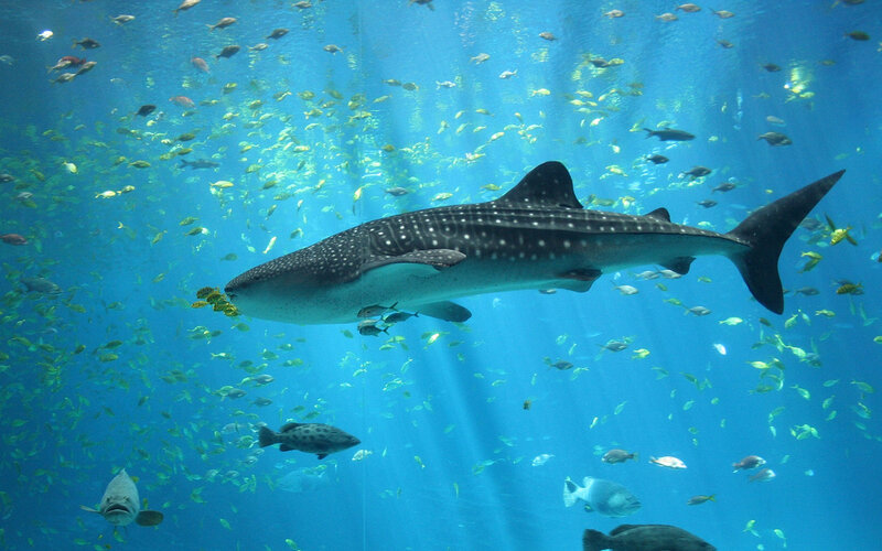 Whale Shark Swimming — Blue, Serene, Photograph, Fish, Ocean