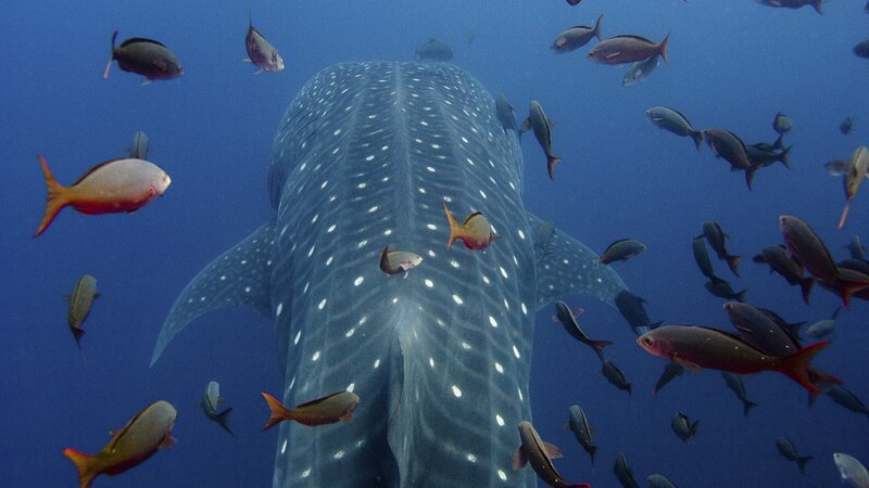 Whale Shark Swimming — Blue, Serene, Photograph, Fish, Ocean, Underwater, Gray
