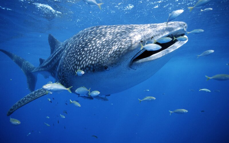 Whale Shark Swimming — Blue, Serene, Photograph, Fish, Ocean, Underwater