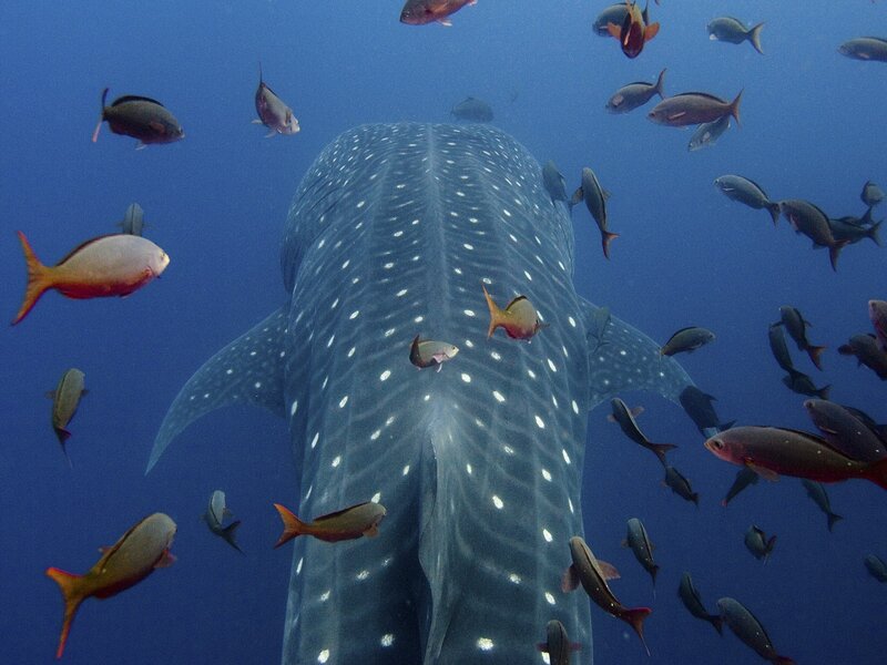 Whale Shark Swimming — Blue, Serene, Photograph, Fish, Ocean, Underwater, White, Gray