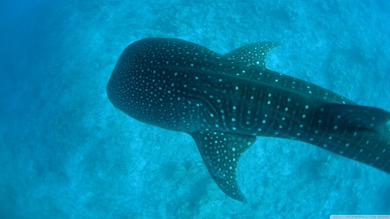 Whale Shark Swimming — Blue, Serene, Photograph, Ocean Floor
