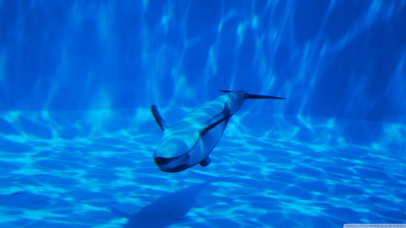 Whale Shark Swimming — Blue, Serene, Photograph, Ocean, Light Rays