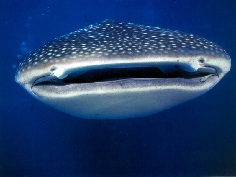 Whale Shark Swimming — Blue, Serene, Photograph, Ocean, Open Mouth