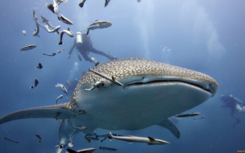 Whale Shark Swimming — Blue, Serene, Photograph, Scuba Diver