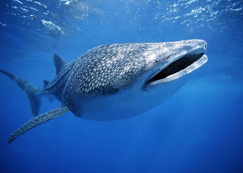 Whale Shark Swimming — Blue, Serene, Photograph