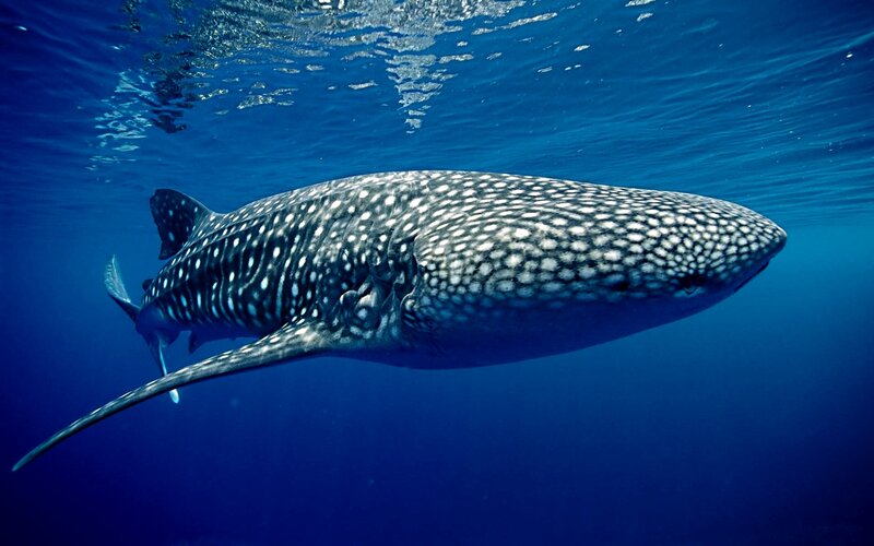 Whale Shark Swimming — Blue, Serene