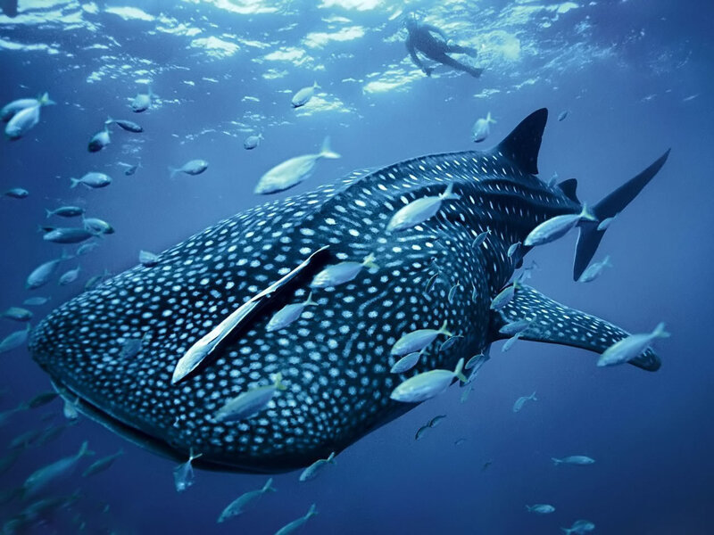 Whale Shark Swimming — Blue