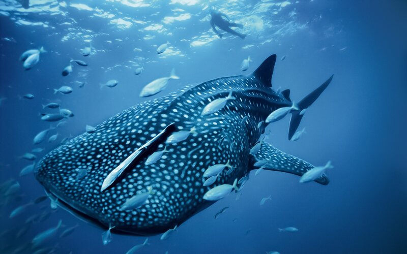 Whale Shark Swimming — Fish