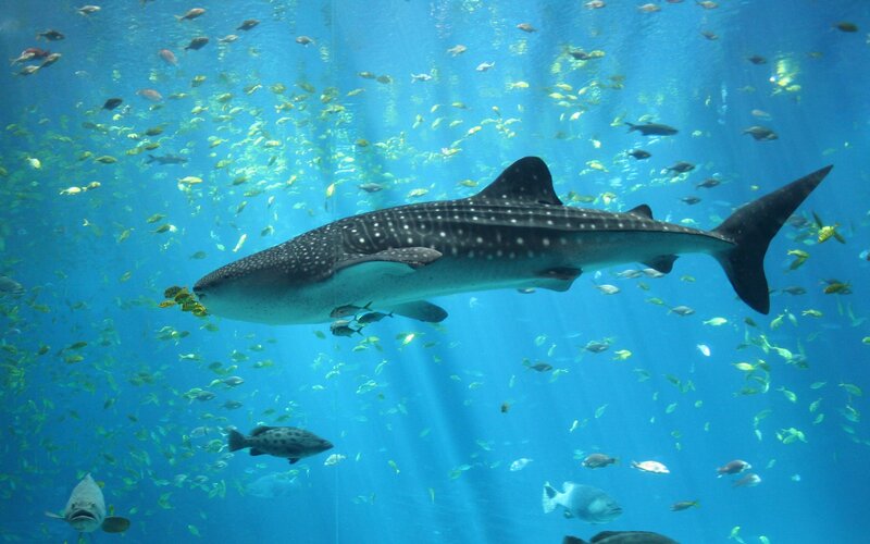 Whale shark swimming in aquarium