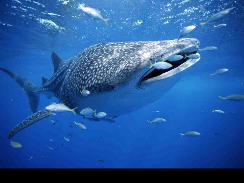 Whale shark swimming in blue ocean