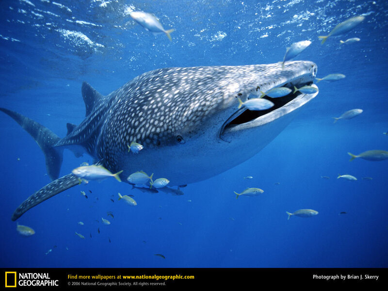 Whale shark swimming in blue water