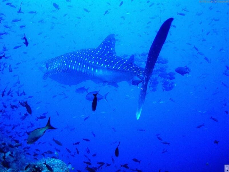Whale shark swimming in blue water