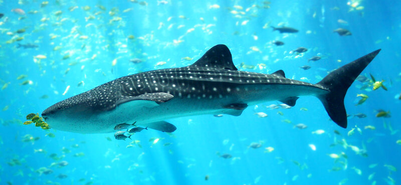 Whale shark swimming in blue water