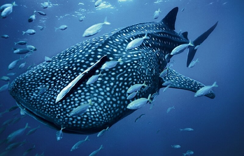 Whale Shark Swimming