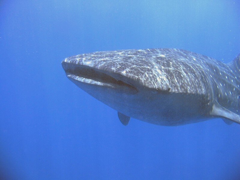 Whale shark swimming underwater