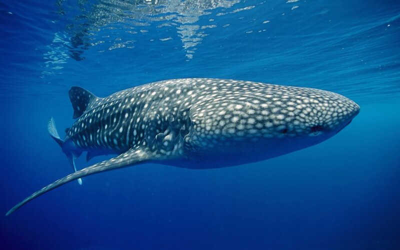 Whale shark swimming underwater